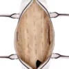 Arnela schoudertas